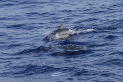 Stenella longirostris