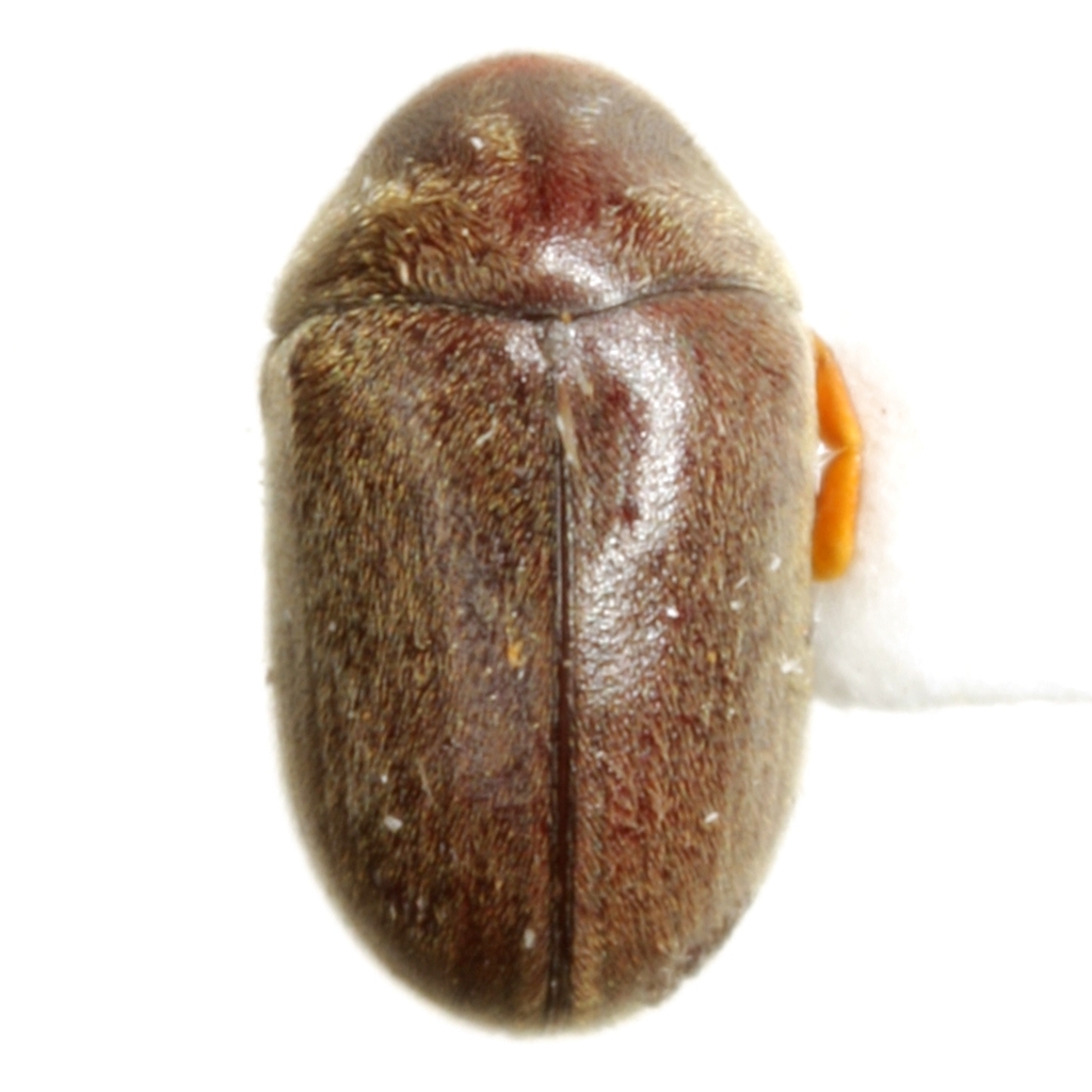 Tricorynus similis