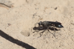 Stangeella cyaniventris