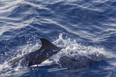 Stenella longirostris