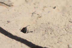 Stangeella cyaniventris