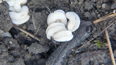 Helvella fibrosa