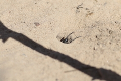 Stangeella cyaniventris