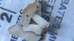 Helvella fibrosa