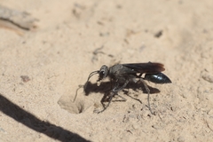 Stangeella cyaniventris
