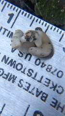Helvella fibrosa