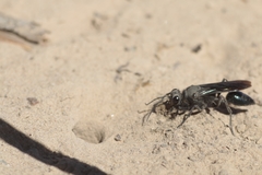 Stangeella cyaniventris