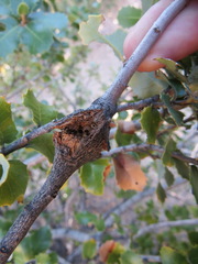 Dryocosmus asymmetricus