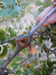 Dryocosmus asymmetricus