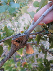 Dryocosmus asymmetricus