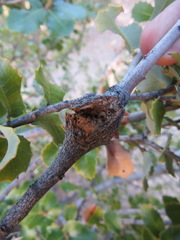 Dryocosmus asymmetricus