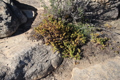 Crassula undulata