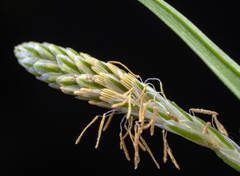 Carex grisea