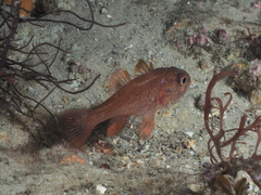 Vincentia novaehollandiae