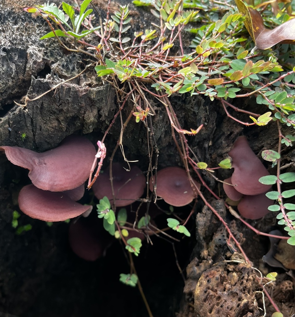 Callistosporium elegans