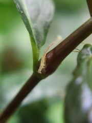 Lepidoptera