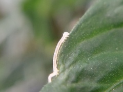 Lepidoptera