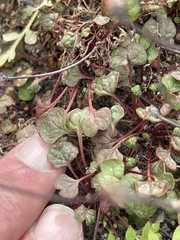 Eriogonum nortonii