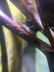 Epidaus sexspinus