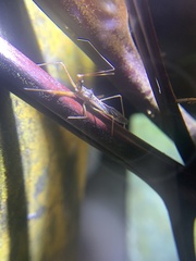Epidaus sexspinus