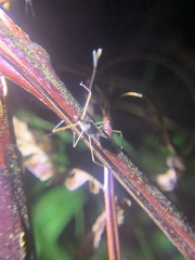 Epidaus sexspinus
