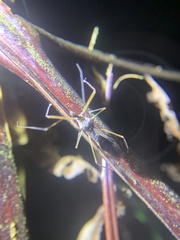 Epidaus sexspinus