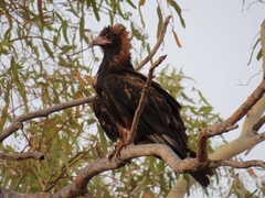 Hamirostra melanosternon