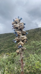 Puya asplundii