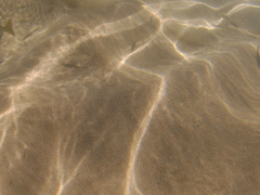 Eucinostomus currani