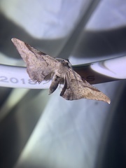 Hypochrosis baenzigeri