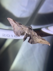 Hypochrosis baenzigeri