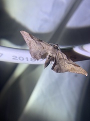 Hypochrosis baenzigeri