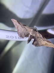 Hypochrosis baenzigeri