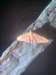 Rhectothyris gratiosalis