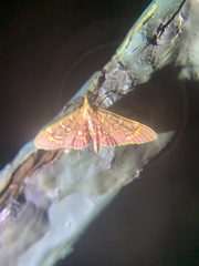 Rhectothyris gratiosalis