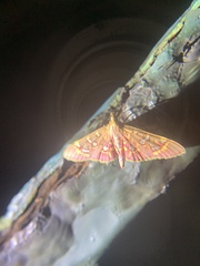 Rhectothyris gratiosalis