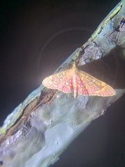 Rhectothyris gratiosalis