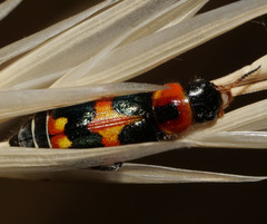 Dicranolaius concinicornis