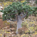 Sterculia africana socotrana - Photo (c) Morten Ross, μερικά δικαιώματα διατηρούνται (CC BY-NC), uploaded by Morten Ross