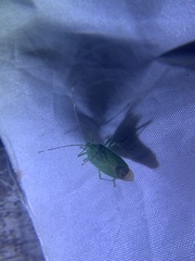 Urolabida