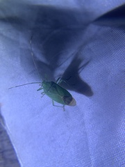 Urolabida