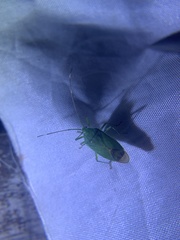Urolabida