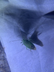 Urolabida