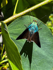Telegonus