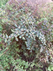 Pellaea andromedifolia