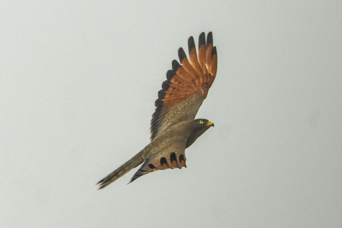 Grasshopper Buzzard (Butastur rufipennis), photo 3