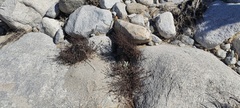 Ayenia compacta