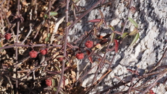 Ayenia compacta