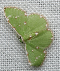 Argyrocosma inductaria