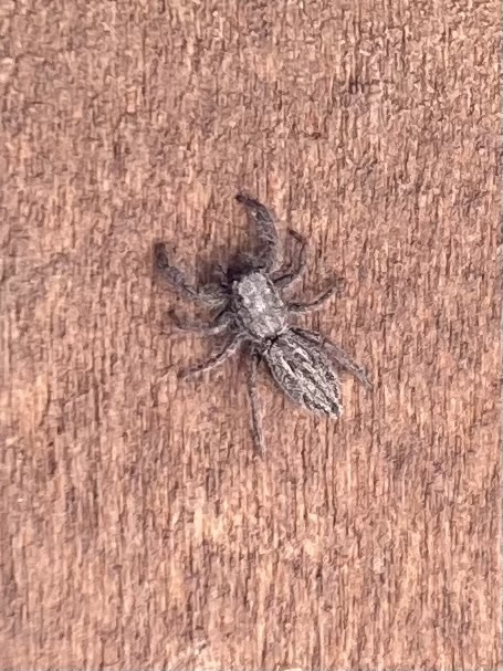 Holoplatys apressus from Hopkins Street, Luggate, Otago, NZ on February